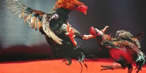 Hướng Dẫn Cách Chơi Đá Gà WS168 Tại 789Win Chuẩn Xác Và Hiệu Quả Nhất